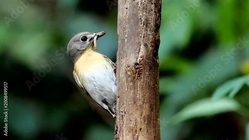 Blue-throated Flycatcher perched on a tree branch against nice green blurred back ground.