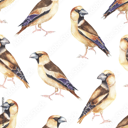 Slika na platnu Watercolor hawfinch bird Seamless Pattern, bird animal repeating illustration, s