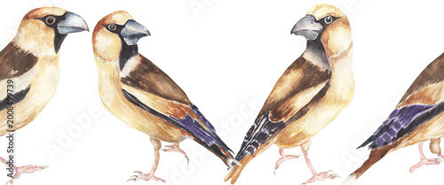 Cuadro en lienzo Watercolor hawfinch bird Seamless Border, bird animal repeating frame illustrati
