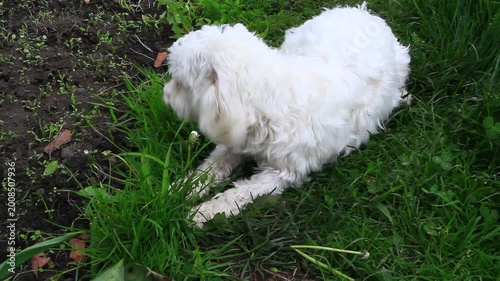 Cute White Maltipoo Puppy Playing in Green Grass Outdoors. A small fluffy dog lies on a lush lawn, sniffing and exploring nature. The adorable white pet enjoys a sunny day in the garden