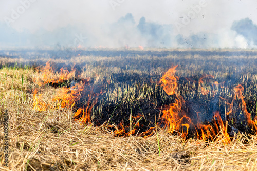 Grassland fire with intense flames and smoke, Rice straw burning in post harvest fields to prepare farmland, Thick smoke and air pollution, Climate rural landscape burning, illustrating wildfire risk