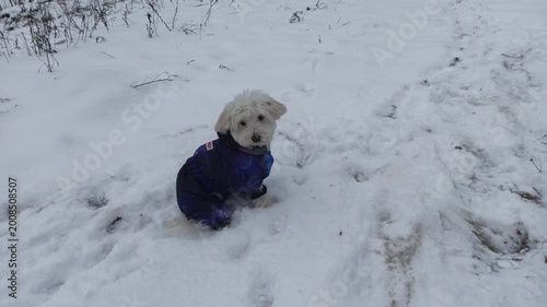 Cute White Fluffy Dog Playing in Deep Fresh Snow on Sunny Winter Day looks absolutely adorable. The small pet leaves tiny paw prints on white ground. Small Maltese dog playing outdoors. Family pet