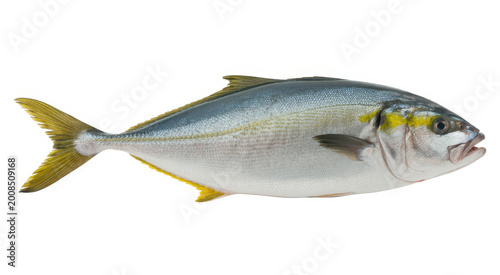 A fresh yellowtail fish isolated on a white background, for seafood and culinary
