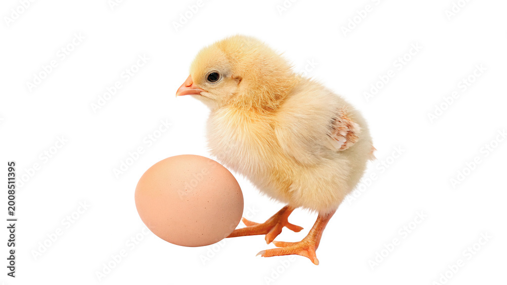 Fototapeta premium Small fluffy yellow baby chick standing next to an egg shell isolated on transparent background