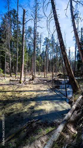 Swampy forest area with stagnant water and fallen trees in Roztocze region, Poland.