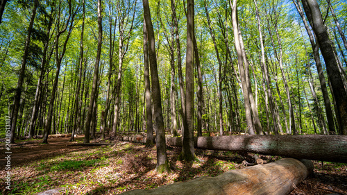 Lush green forest with tall trees and fallen logs in Roztocze region, Poland