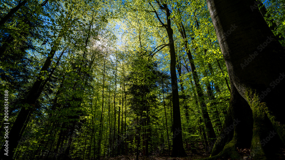 Obraz premium Lush green forest with tall trees and sunlight filtering through the canopy, Roztocze, Poland