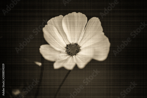 Nahaufnahme einer Cosmos-Blüte in Sepia mit Vintage-Struktur