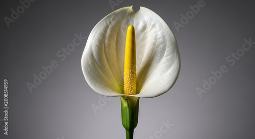 Elegant White Calla Lily Flower with Yellow Spadix Isolated on Gray Background