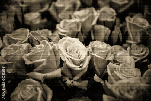 Foto Hintergrund mit einer Fülle von Rosen im Vintage-Stil mit Leinwand-Textur