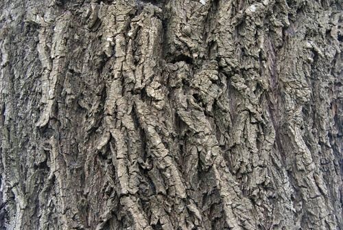 Tree bark texture showing nature rough brown pattern