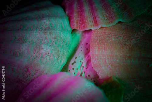 Obraz na plátně Dramatic Colorful Macro Photography of Oyster Shell Interior Text