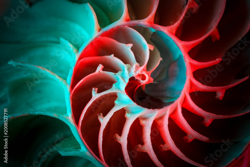 Colorful Nautilus Shell Spiral Macro Background