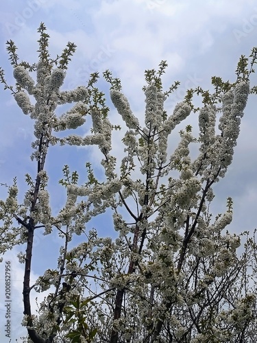 Branches of a tree