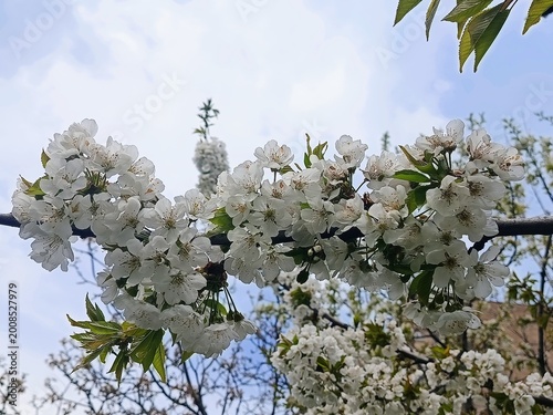 Cherry tree blossom
