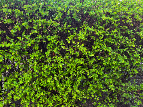 green bush foliage texture background