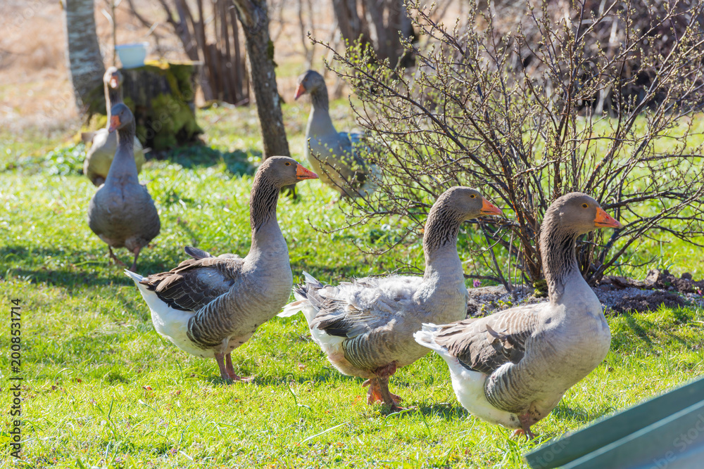 Obraz premium a group of geese in a farm