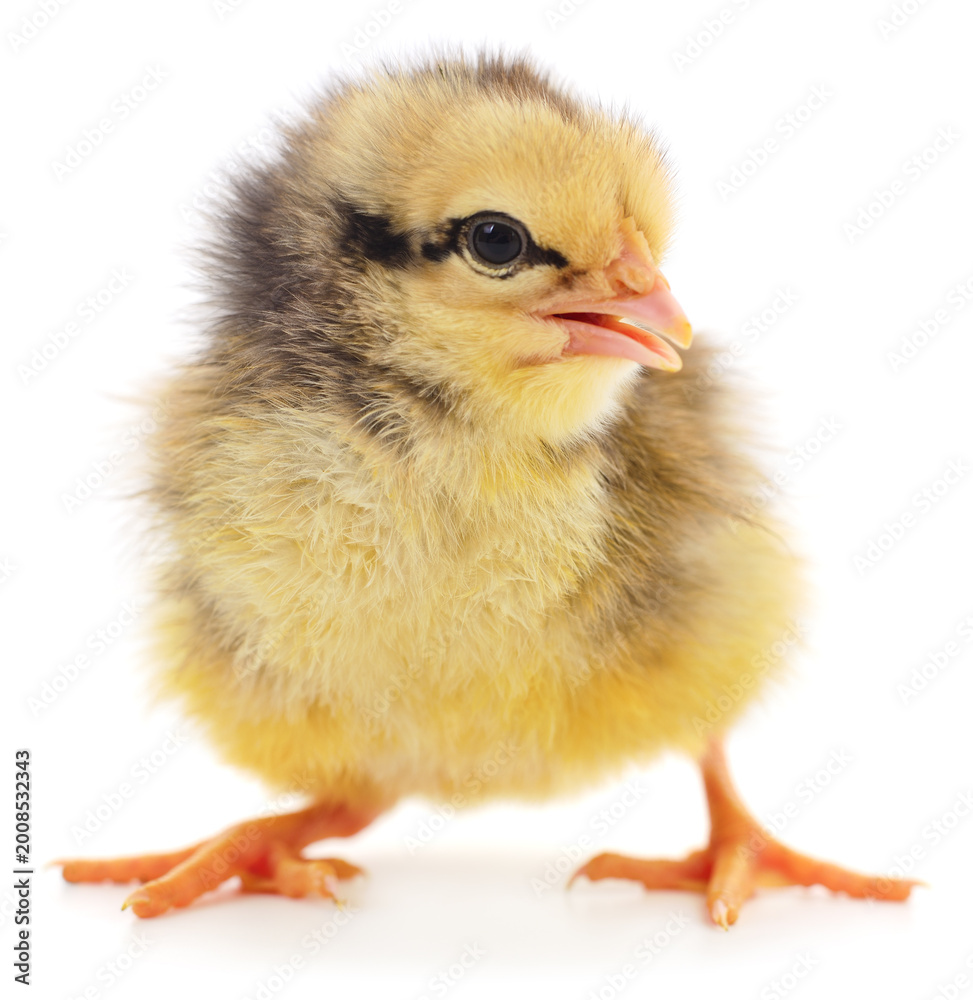 Obraz premium Small Yellow Chicken Isolated on White Background