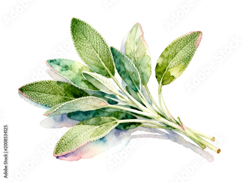 [Transparent Background PNG]Fresh green sage leaves watercolor illustration on white background