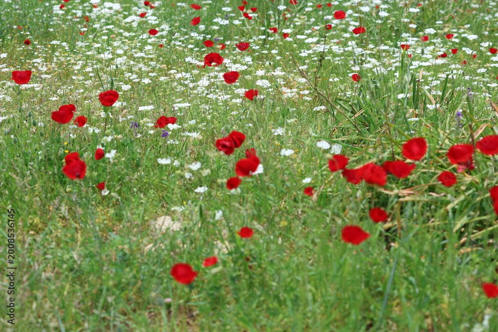 Naklejka premium Vibrant red common poppies (Papaver rhoeas) blooming among white wildflowers in a spring meadow 