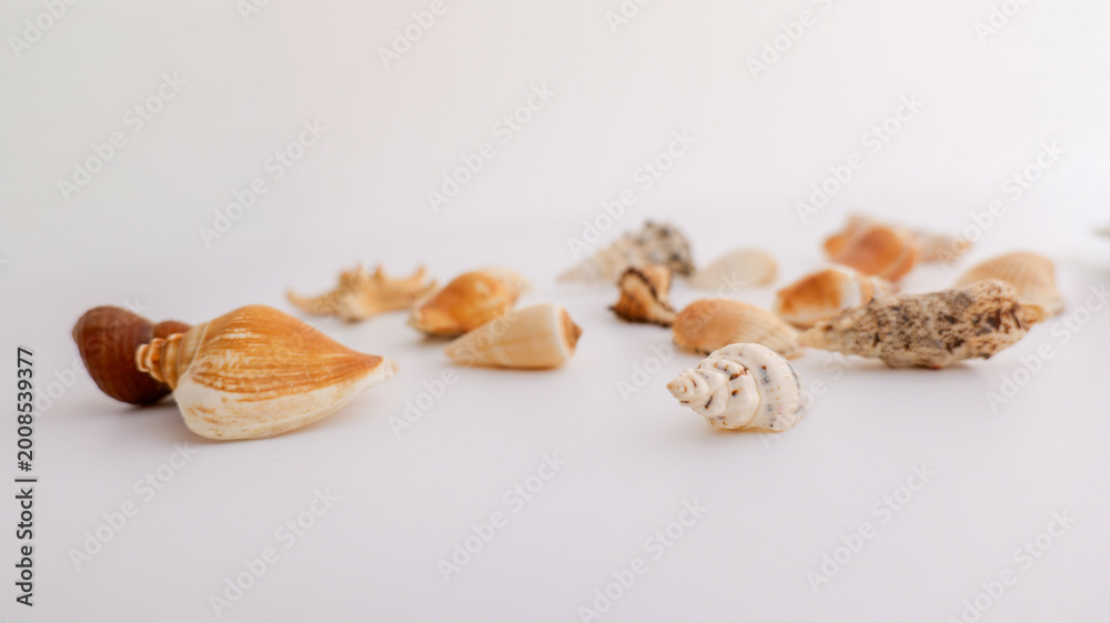 Fototapeta premium Collection of assorted seashells scattered on a clean white background
