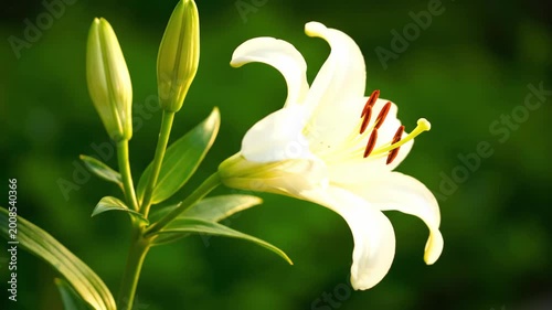 Close up of a blooming white lily flower with unopened buds on a green blurred background showcasing nature and botanical beauty in soft sunlight