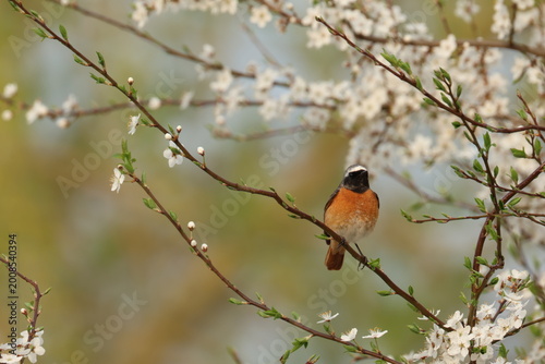 The common redstart (Phoenicurus phoenicurus) bird in spring