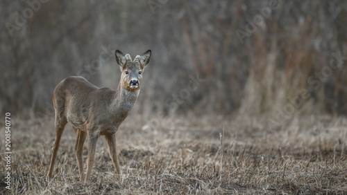 Obraz na plátně Young roe deer buck stands alert at dusk in a field surrounded by dry grass and