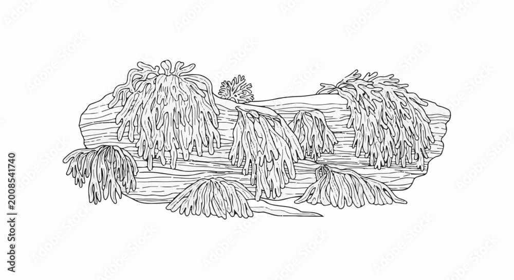 Naklejka premium Black and white illustration of coral-like underwater flora on submerged logs