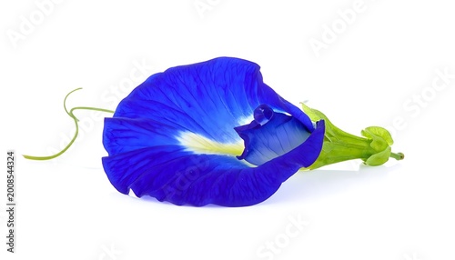 Vibrant Blue Flower Isolated White Background.