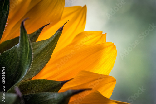 Foto Close-Up of the back of a Sunflower