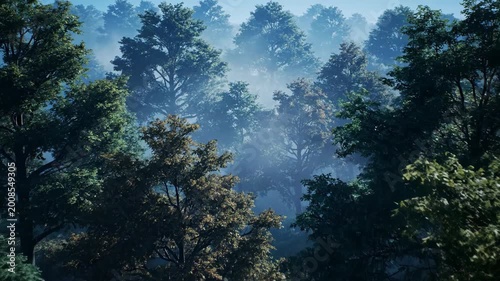 Dense forest canopy with misty atmosphere and sunlight filtering through the trees creating a serene and natural landscape environment