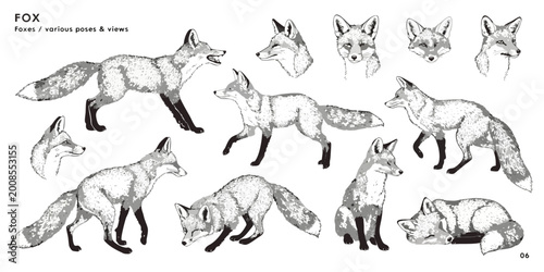 Billede på lærred Black-and-white fox study sheet with multiple poses and head angles, highlighting bushy tail, pointed ears, slender body; labeled “FOX various poses & views” with “06” in corner