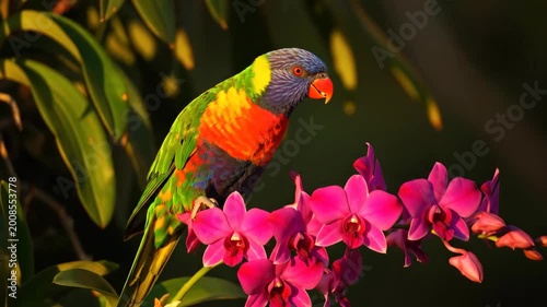 A vibrant rainbow lorikeet parrot sits on a branch with bright pink orchids displaying its colorful plumage and serene nature surrounded by lush green foliage and soft sunlight