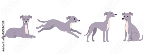 Fotografía Grey Italian Greyhound set showing various poses including sitting standing and