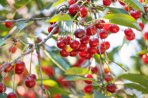 Ripe red cherries hanging on branch with green leaves, illuminated by sunlight, showcasing fresh fruit and natural garden beauty outdoors