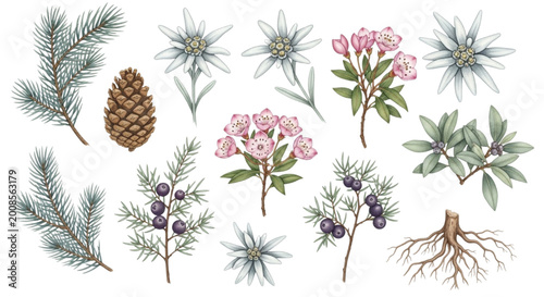 Collection of botanical illustrations featuring alpine flora and pine cones