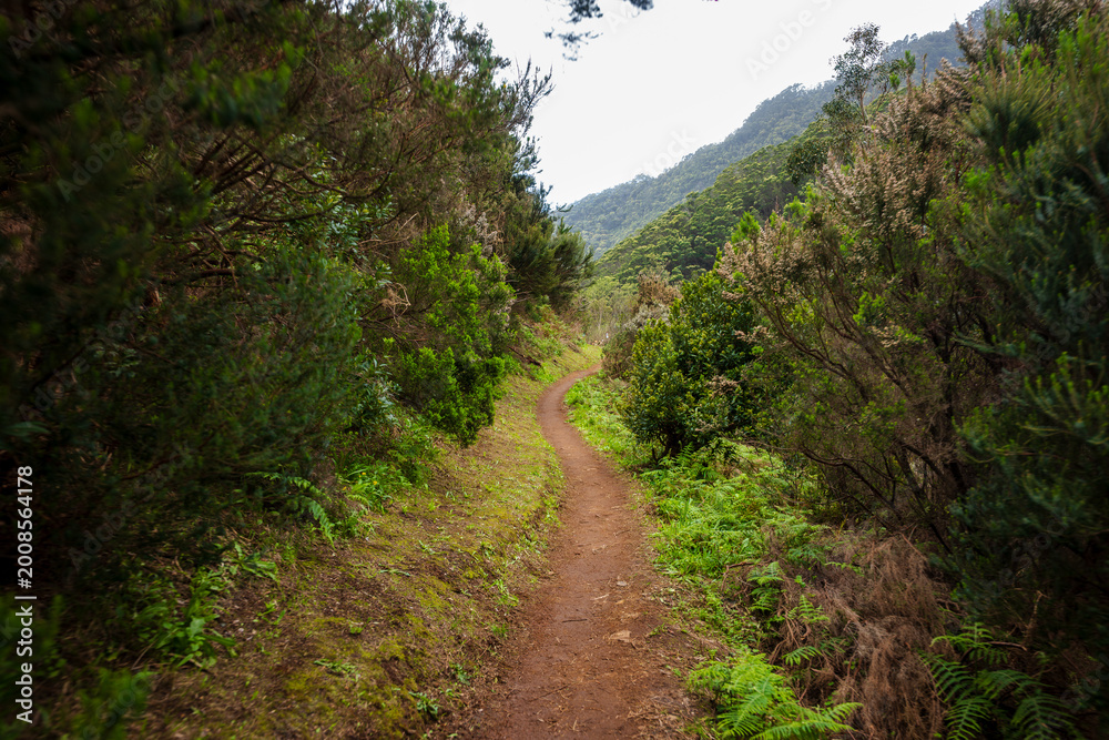 Fototapeta premium Narrow laurel path in Madeira's Laurisilva leading to misty mountains