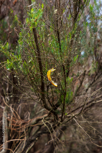 Canvastavla Single yellow leaf on twiggy shrub along a woodland path in Madeira