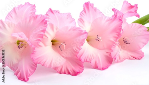 Gladiolus flowers, Pink gladiolus blooming beautiful flower under studio lighting isolated on white background