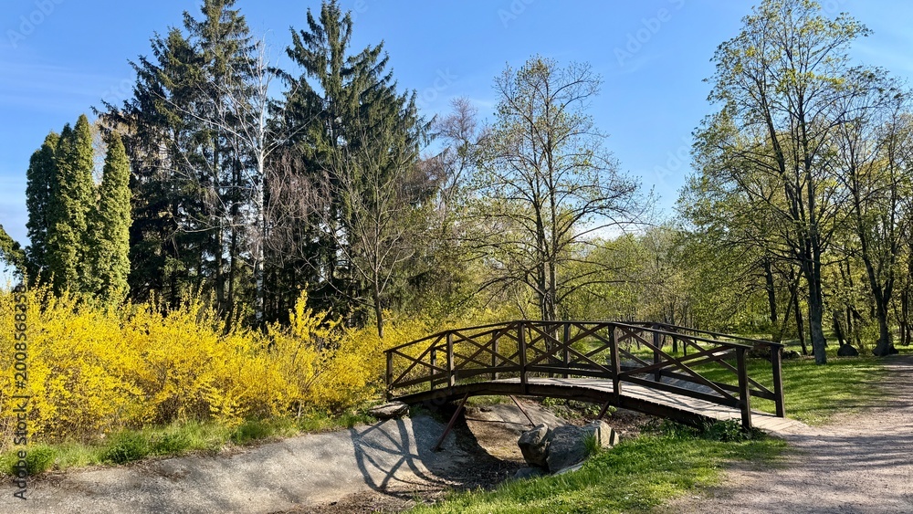 Fototapeta premium A small arched wooden bridge spans a dry canal in a sunny spring park surrounded by vibrant yellow flowers and fresh greenery.
