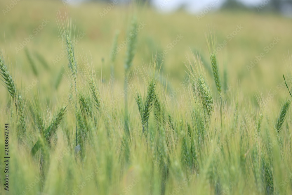 Fototapeta premium Close-up of green wheat ears growing in a field, selective focus on wheat heads with soft bokeh background 