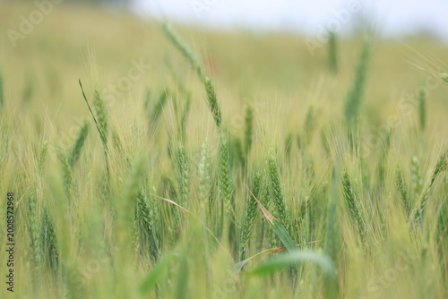 Photography Close-up of green wheat ears growing in a field, selective focus on wheat heads