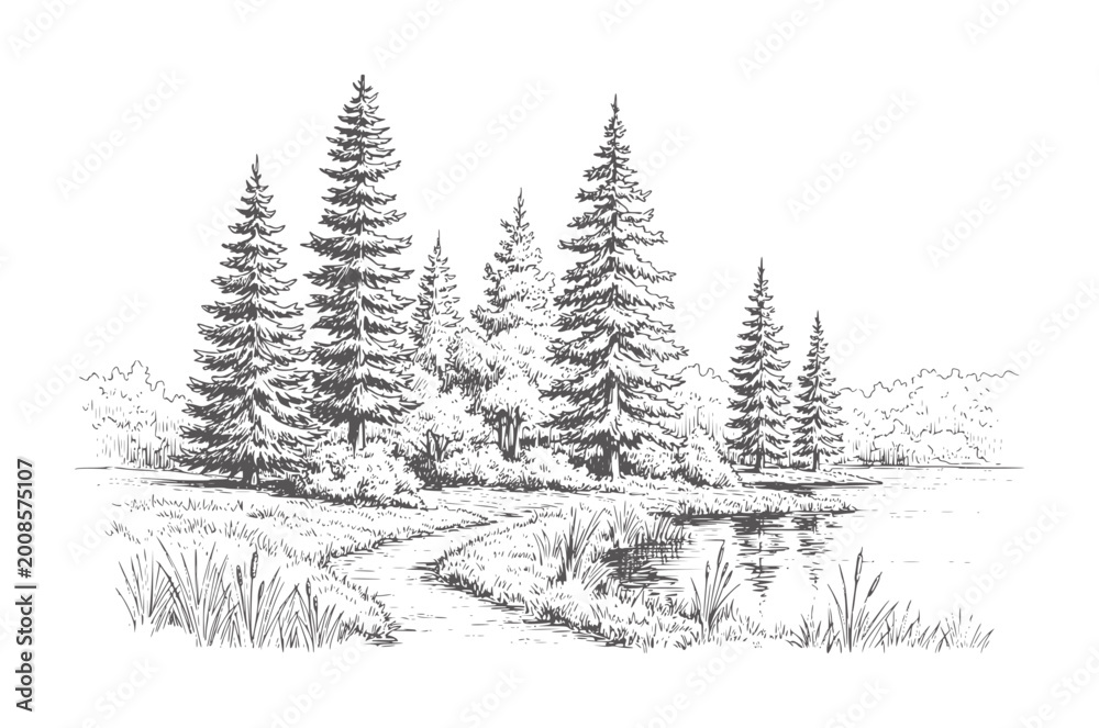 Obraz premium Hand drawn of evergreen trees lining a calm lake with a winding path forest