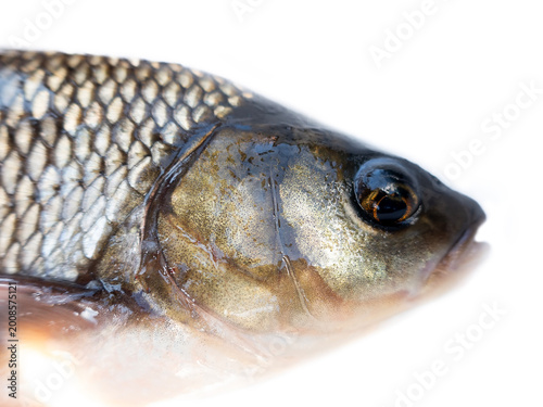Schilderij op canvas Head portrait of Nerfling, orfe, ide (Leuciscus idus) from Pasha river, tributar