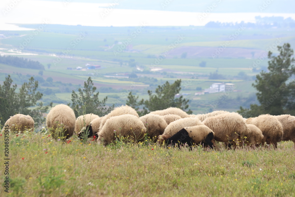 Fototapeta premium Flock of sheep grazing on a green hill overlooking a lake and misty mountains in the Mediterranean landscape of Adana, Turkey.