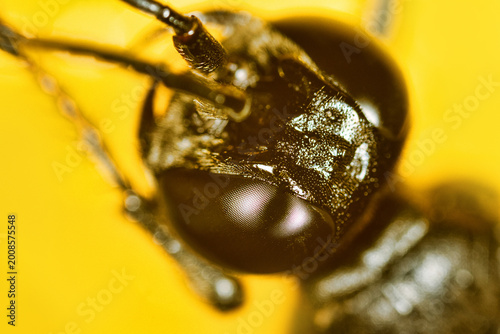 Fotografi Faceted eyes, ocelli, oculus of a hymenopteran insect