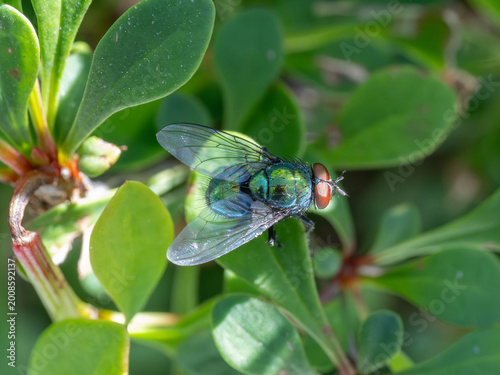 Bio Diversity - Lucilia sericata - Goldfly sitting a green leave - Macro with many details