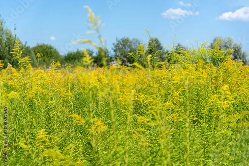 Foto Ambrosia, ragweed (goldenrod) is a genus of perennial strong allergenic grasses