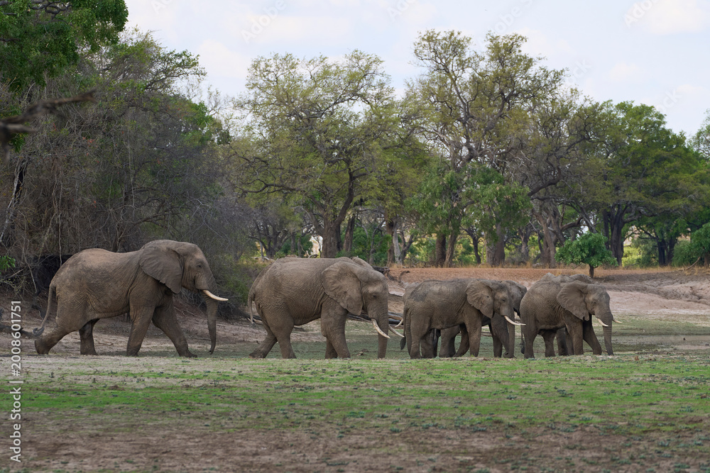 Fototapeta premium Group of large bull African Elephant (Loxodonta africana) foraging as they head towards the Luangwa River in South Luangwa National Park, Zambia